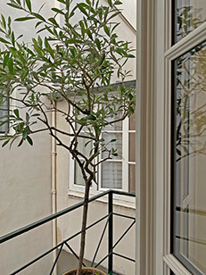 Olive tree on small balcony.  Bathroom window.