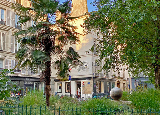 A palm tree on Rue de Seine, Paris.